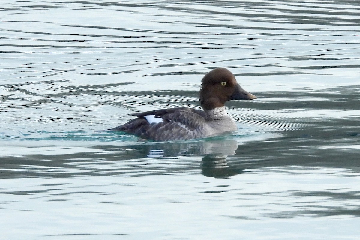 Common Goldeneye - Nancy Buis