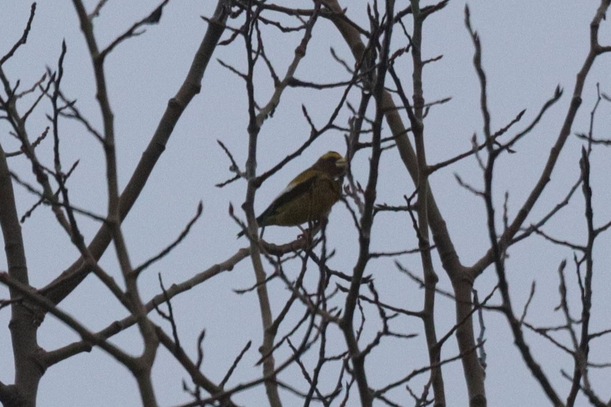 Evening Grosbeak - Trent Massey