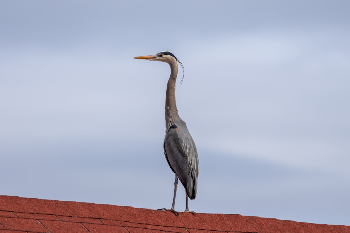 Great Blue Heron - ML615839022