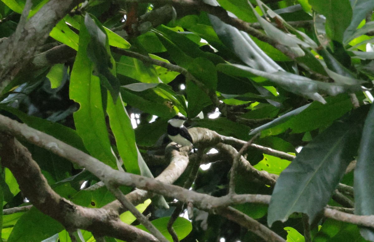 West African Batis - ML615839047