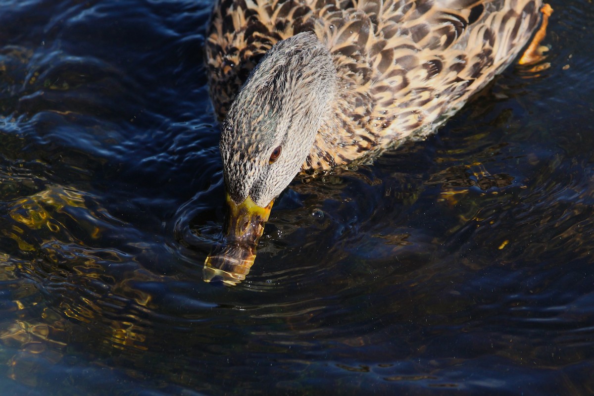 Canard colvert - ML615839084