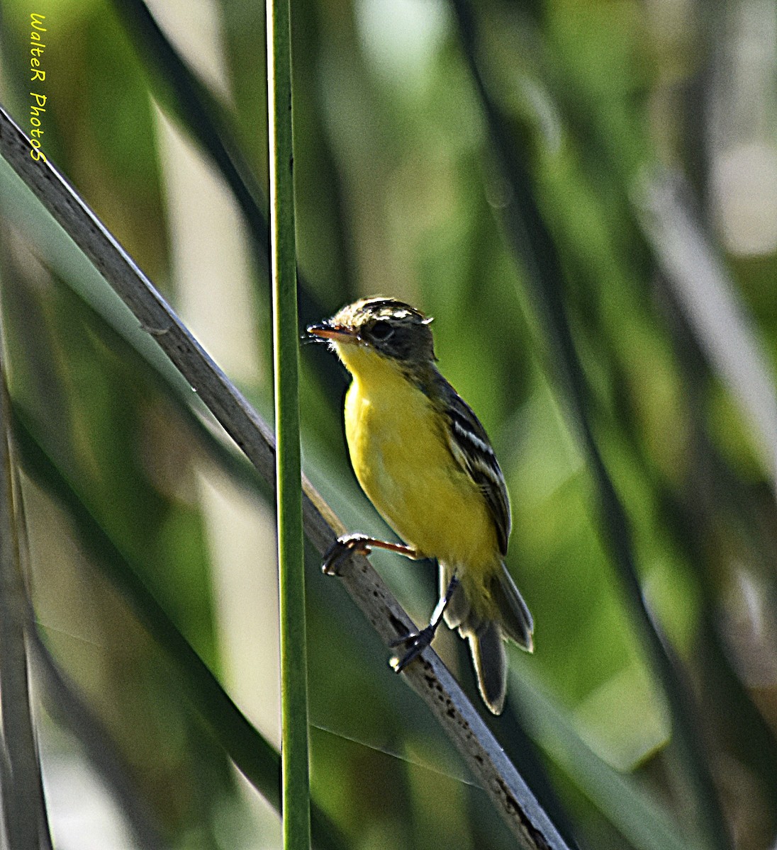 Crested Doradito - Walter  Pedroso