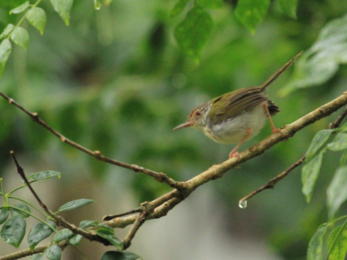 Common Tailorbird - ML61583911