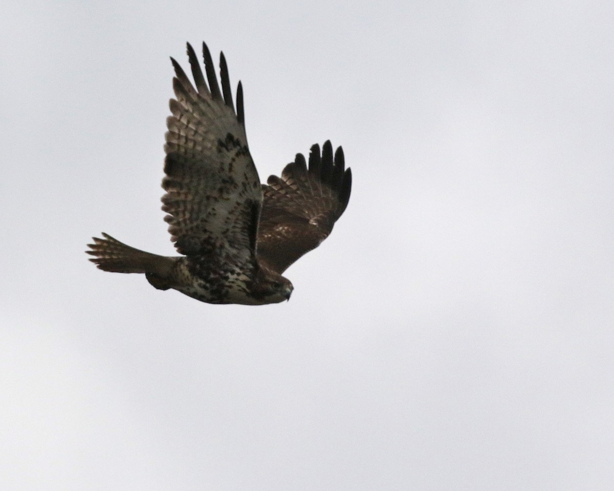 Red-tailed Hawk (abieticola) - ML615839297