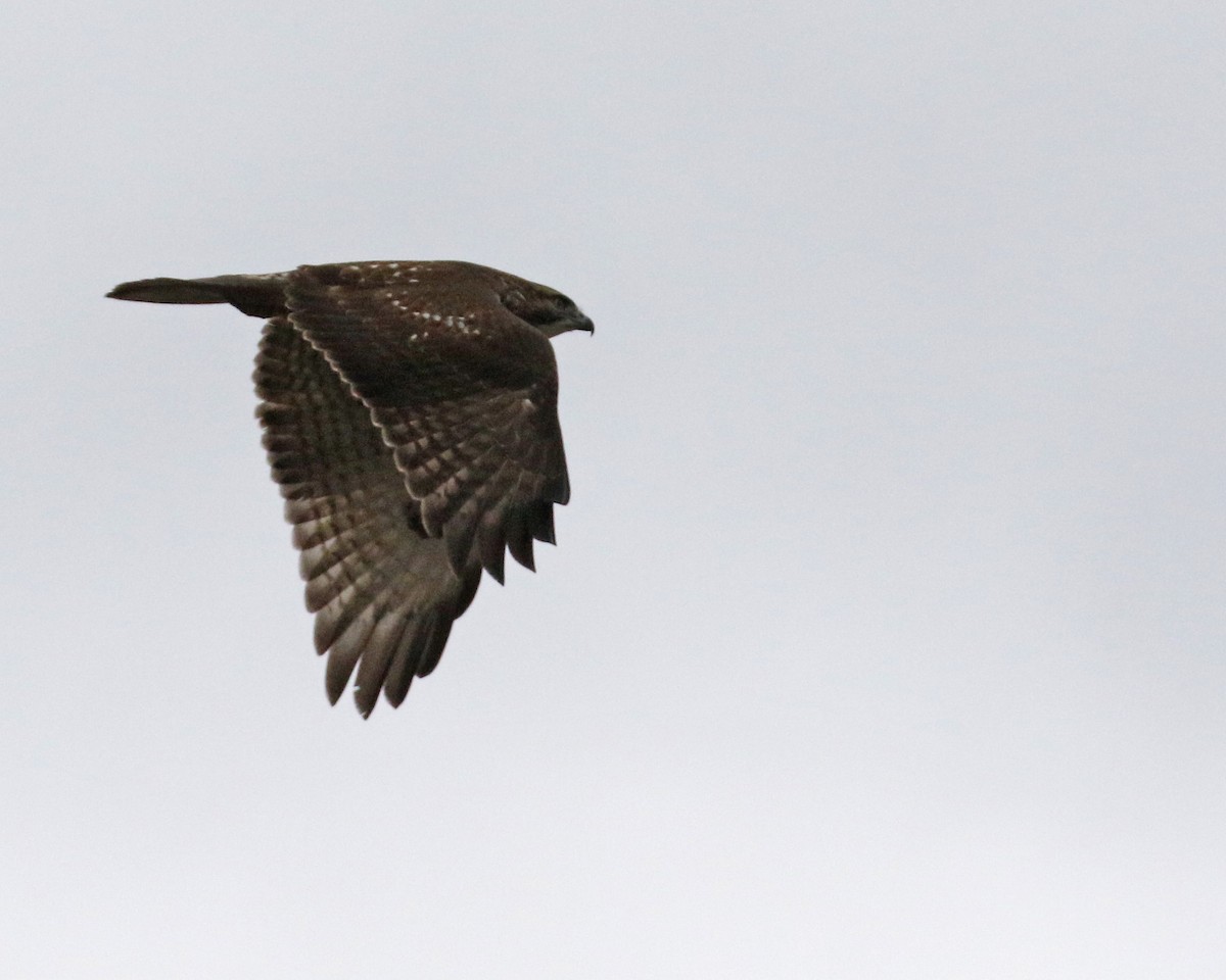 Red-tailed Hawk (abieticola) - Linda Scrima