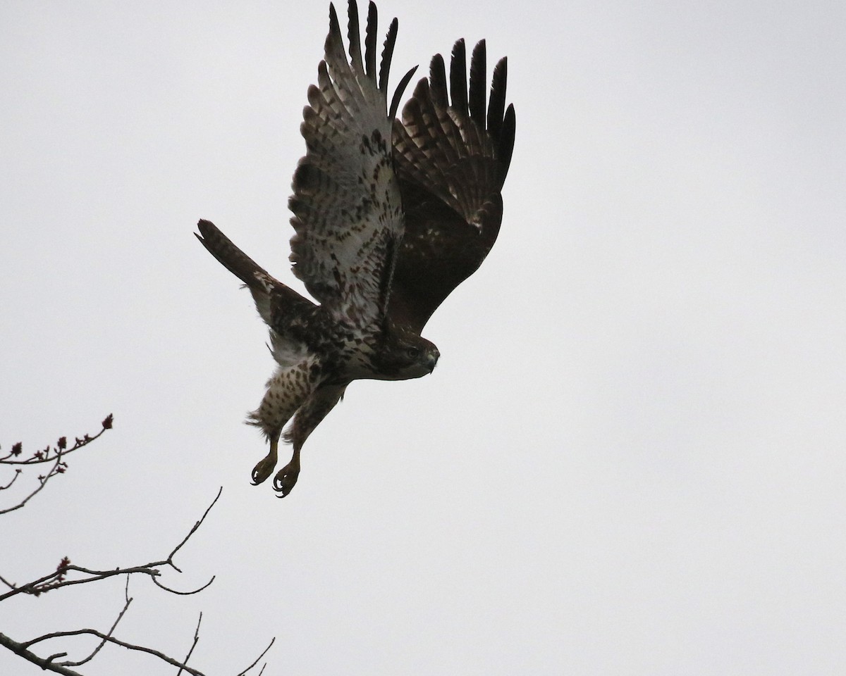 Red-tailed Hawk (abieticola) - ML615839310