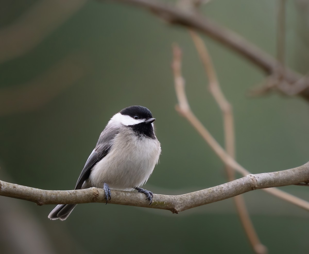 Carolina Chickadee - ML615839381