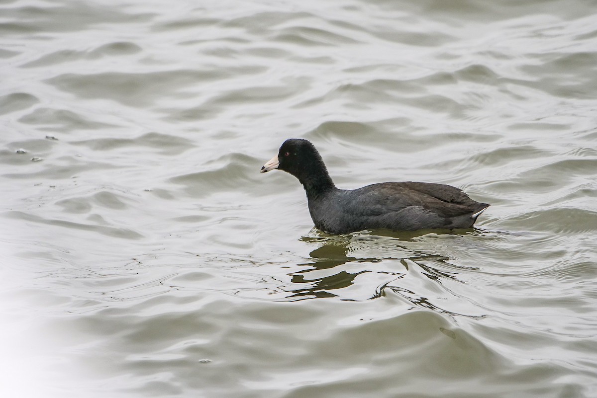 American Coot - ML615839425