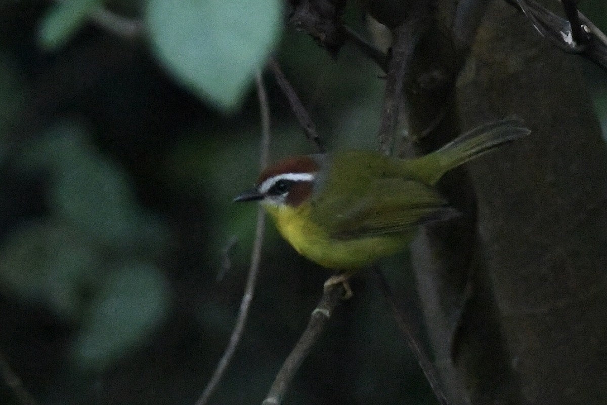 Chestnut-capped Warbler - Kiah R. Jasper