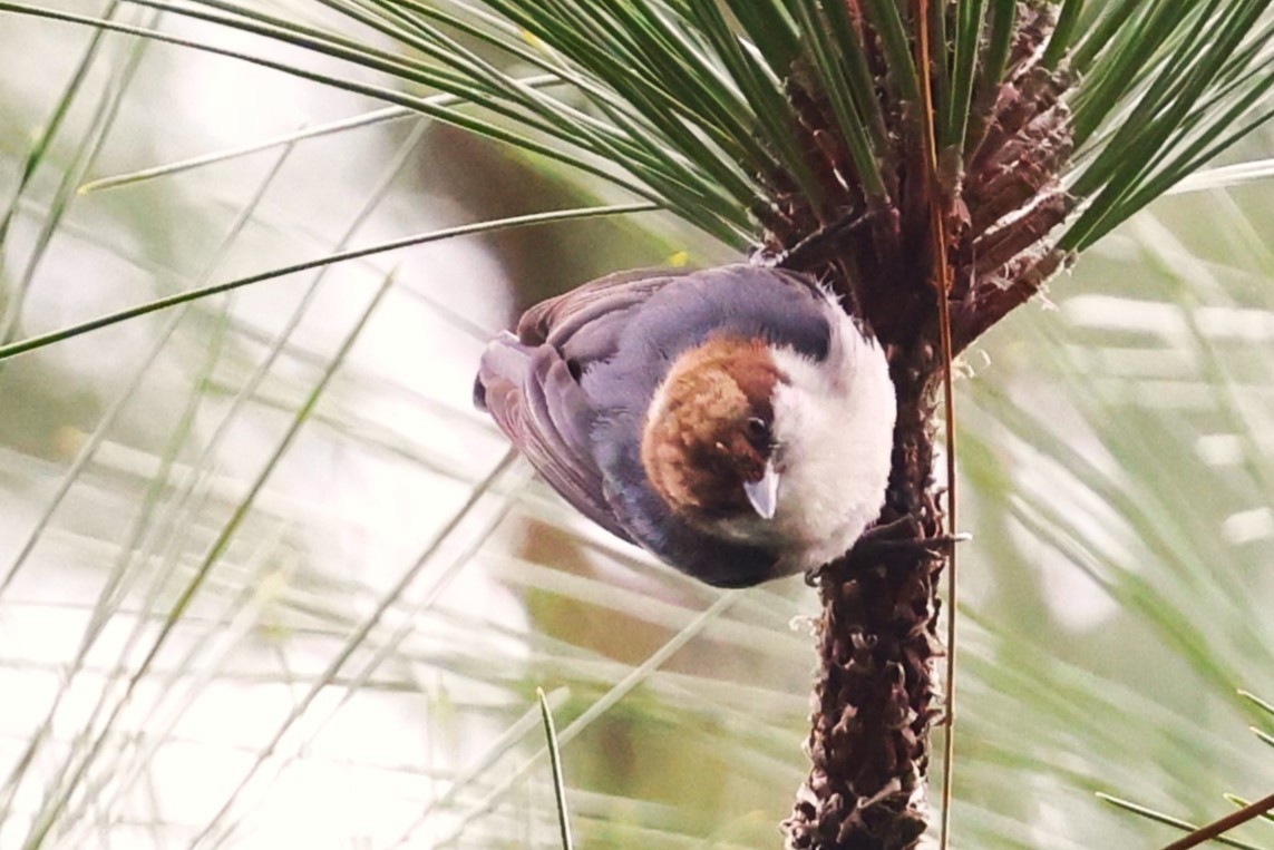 Brown-headed Nuthatch - ML615839518