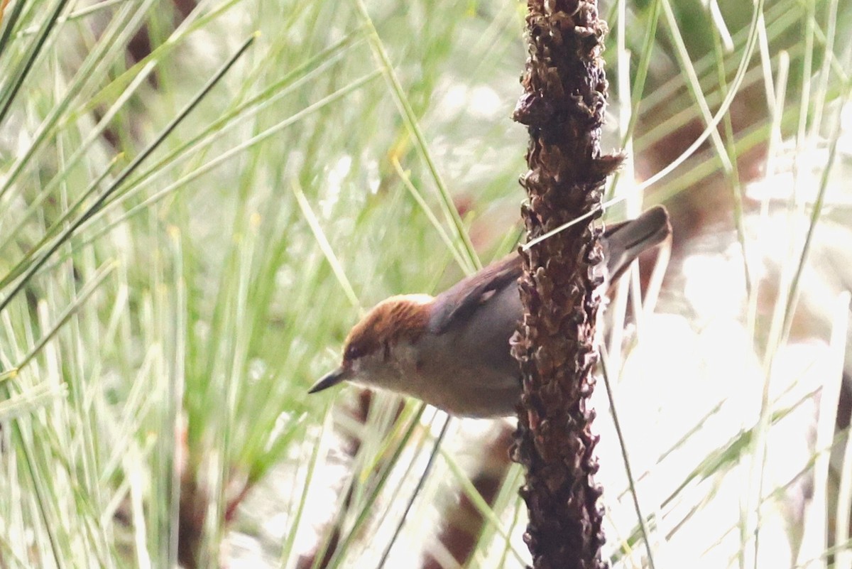 Brown-headed Nuthatch - ML615839519