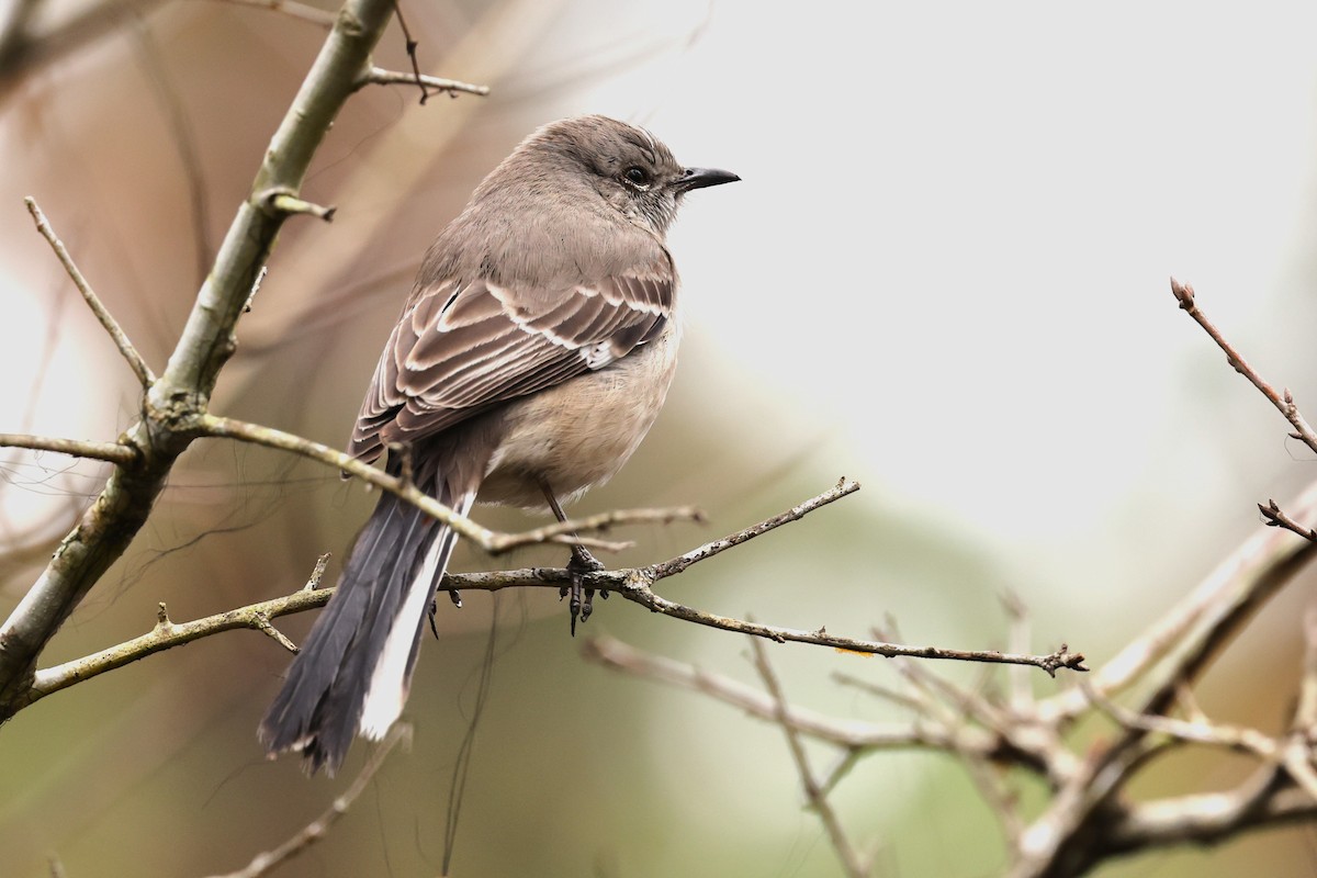 Northern Mockingbird - JOEL STEPHENS