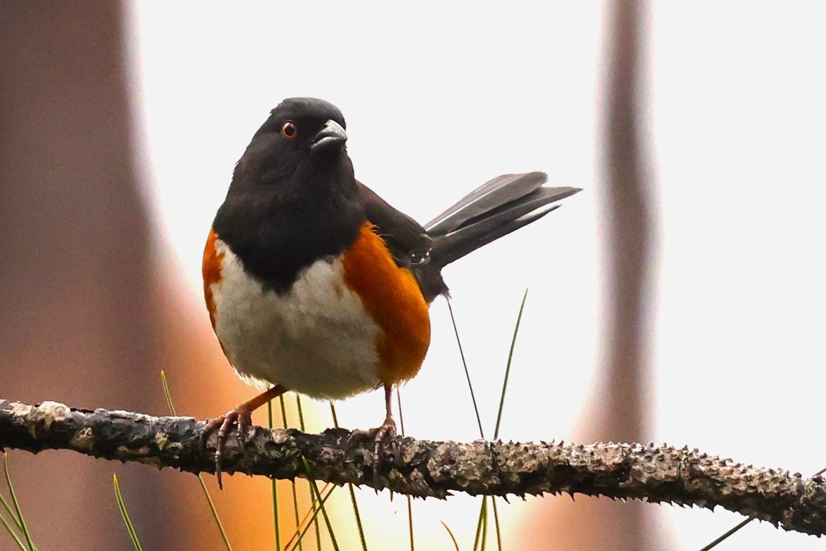 Eastern Towhee - ML615839538