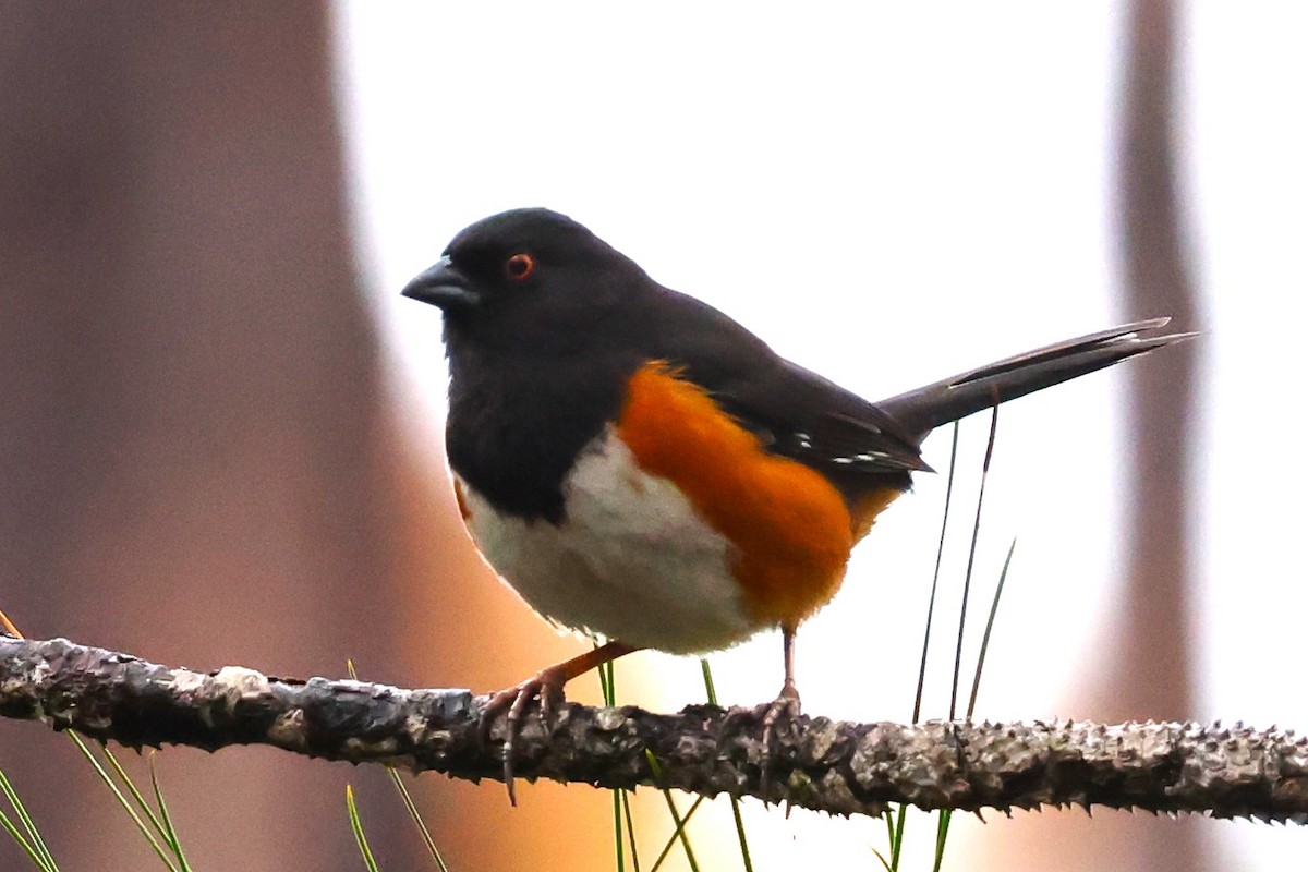 Eastern Towhee - ML615839539