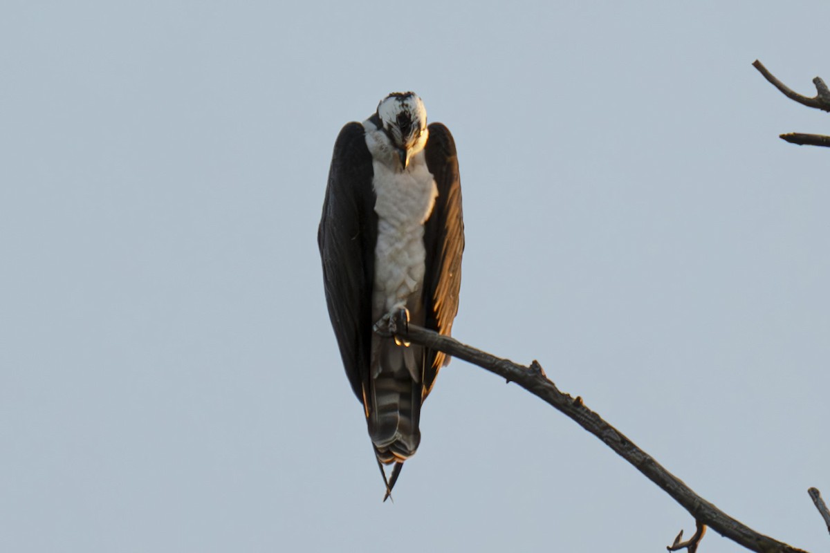 Águila Pescadora - ML615839541