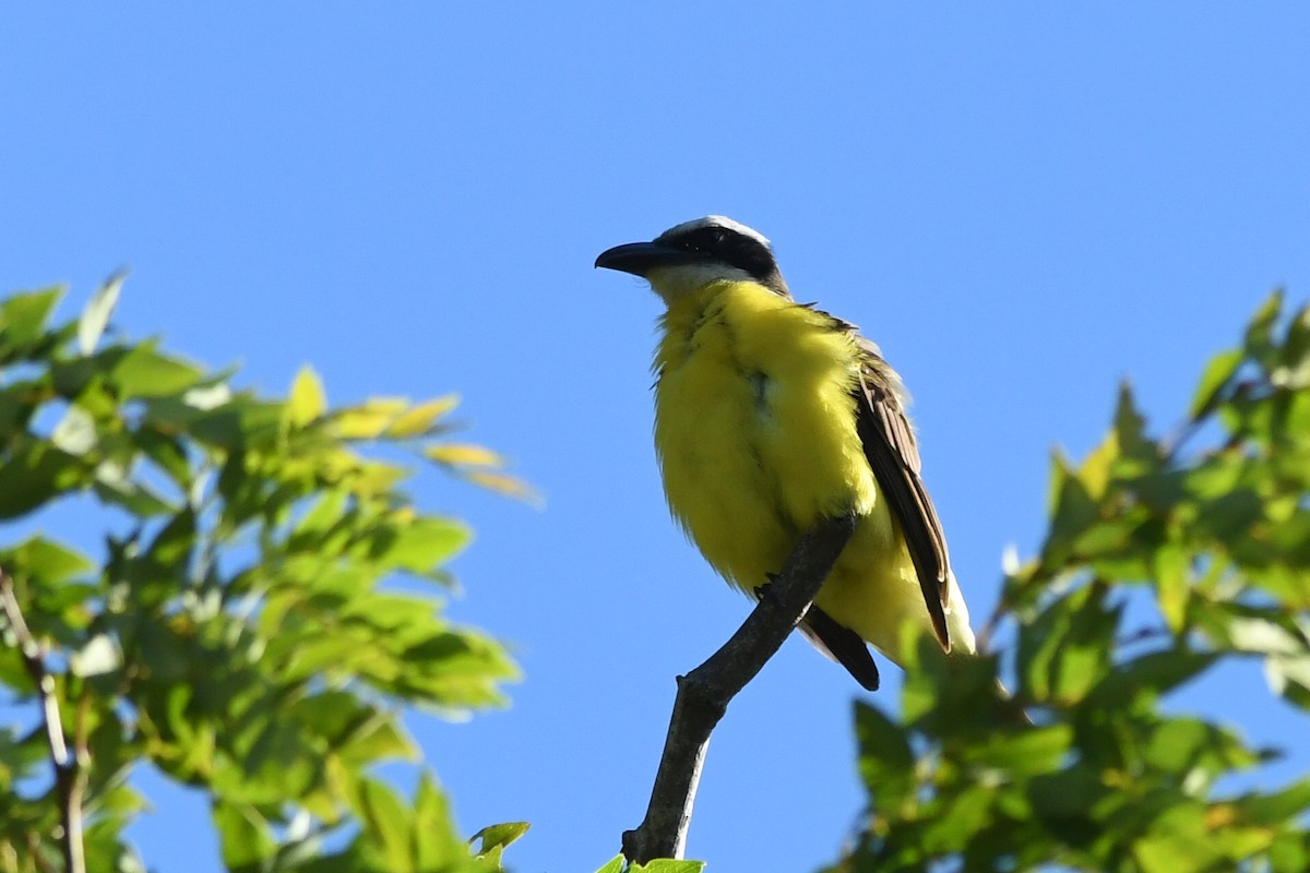 Boat-billed Flycatcher - Kiah R. Jasper