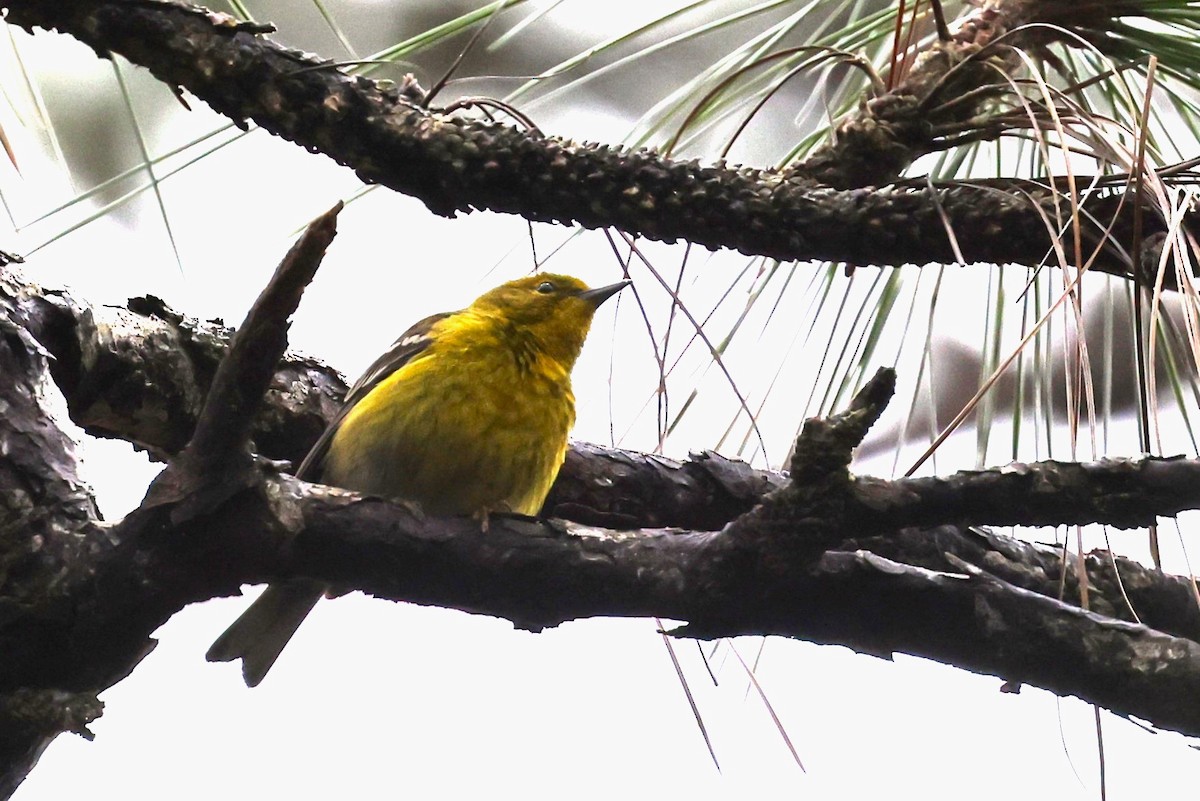 Pine Warbler - JOEL STEPHENS