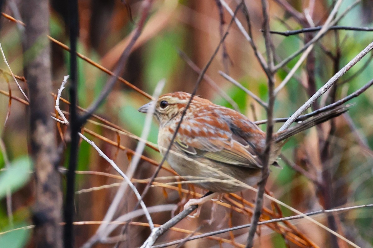 Bachman's Sparrow - ML615839560