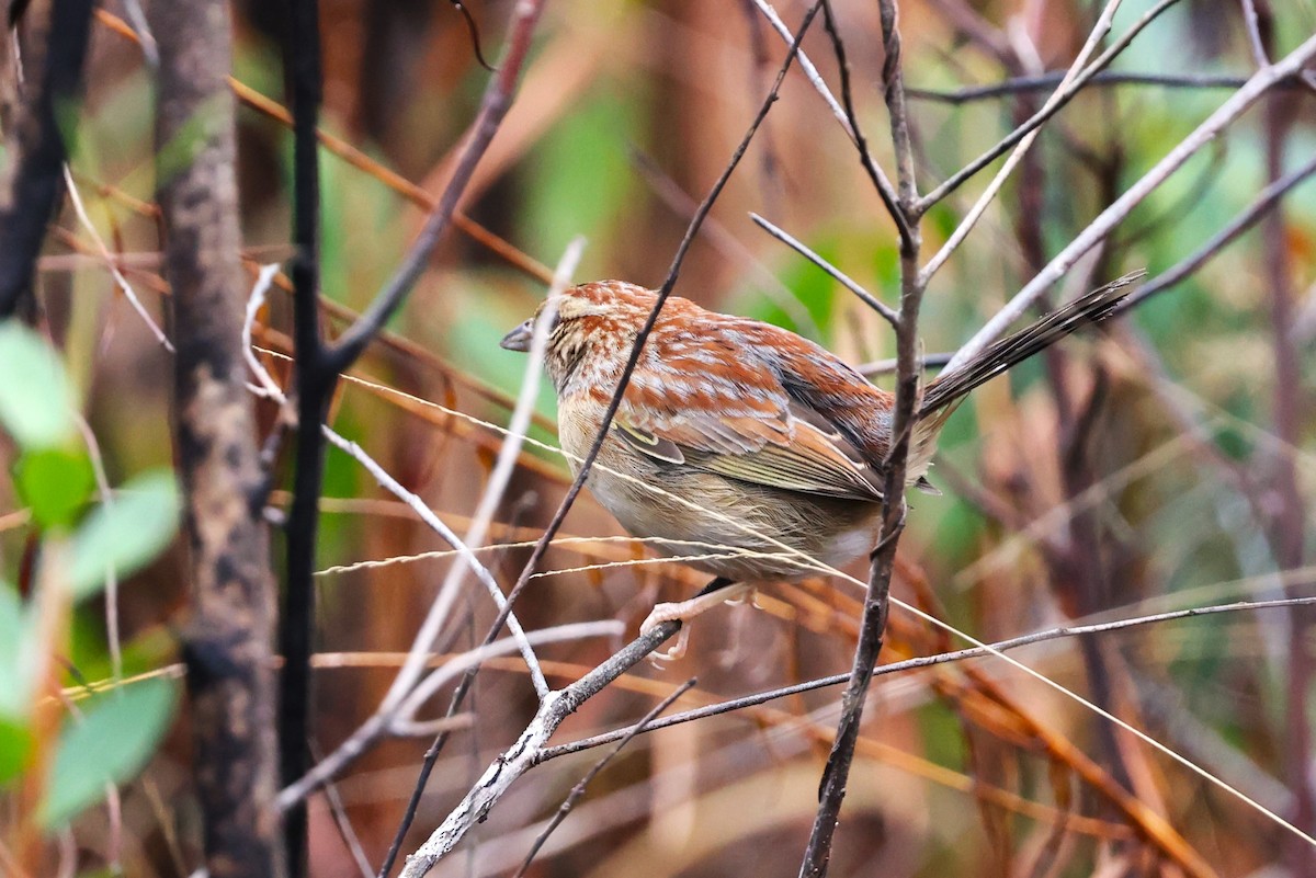 Bachman's Sparrow - JOEL STEPHENS