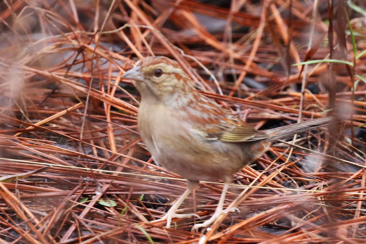 Bachman's Sparrow - ML615839562