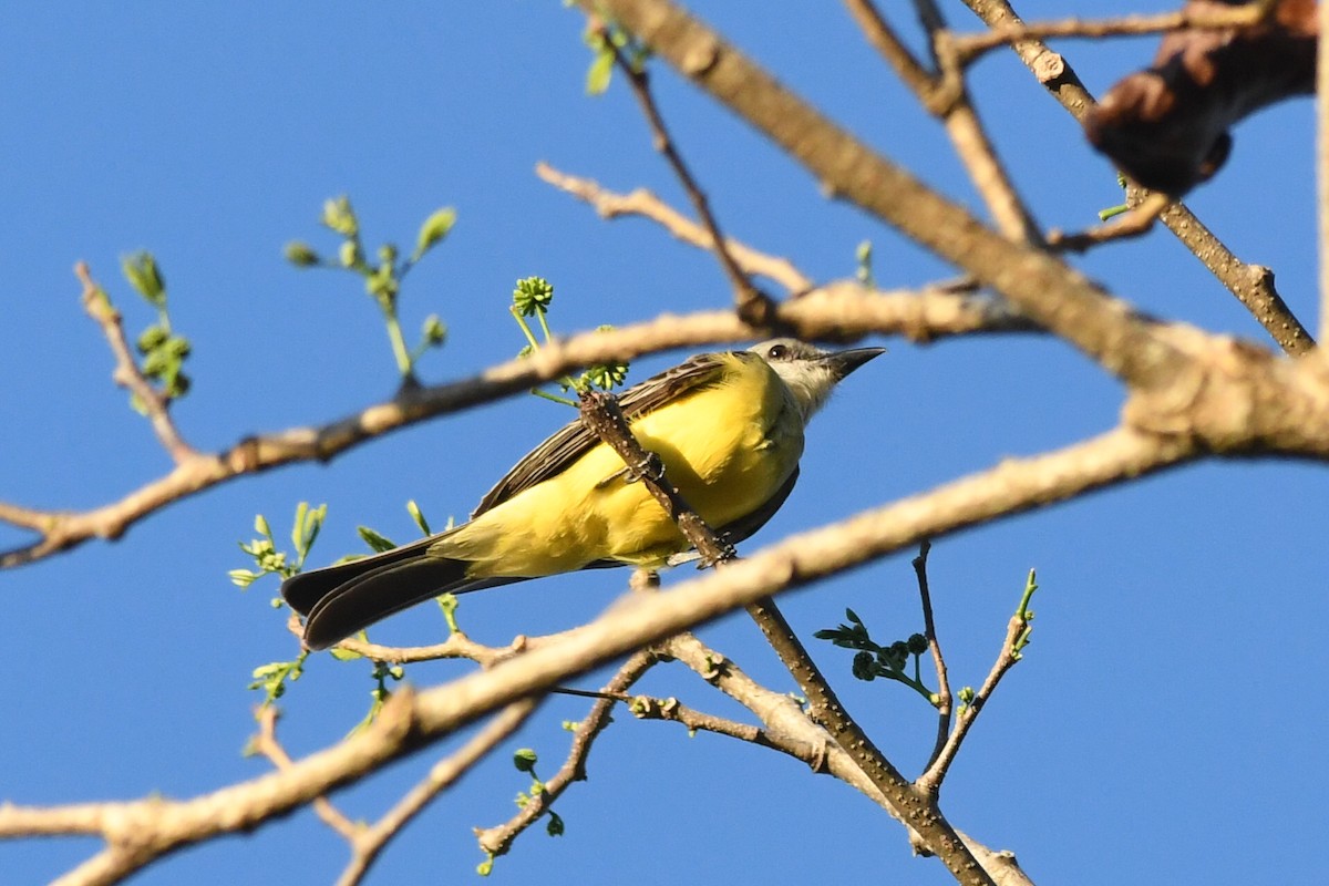 Tropical Kingbird - ML615839565