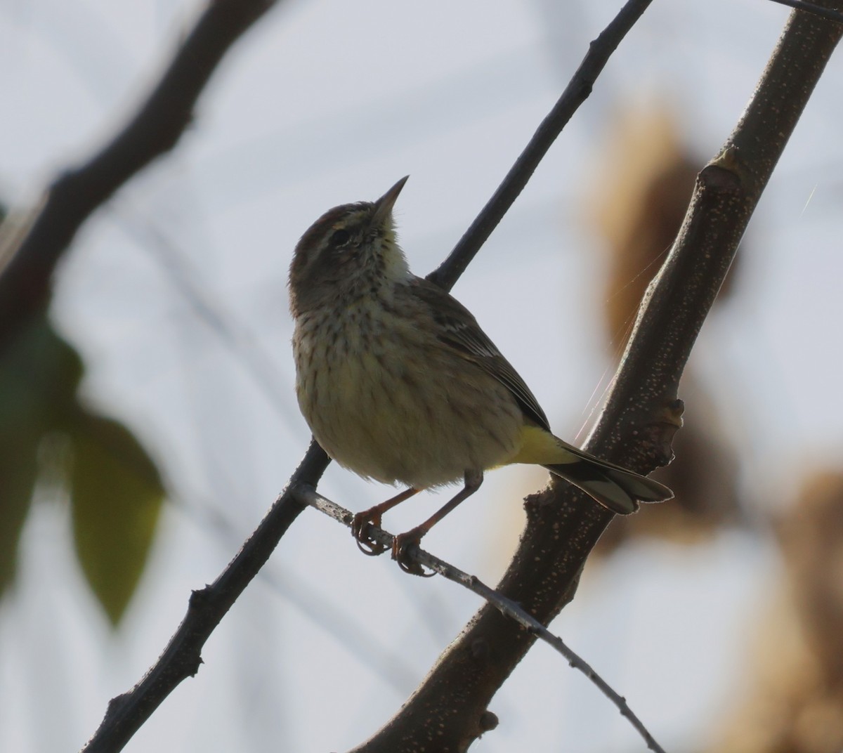 Palm Warbler - Jon Fisher