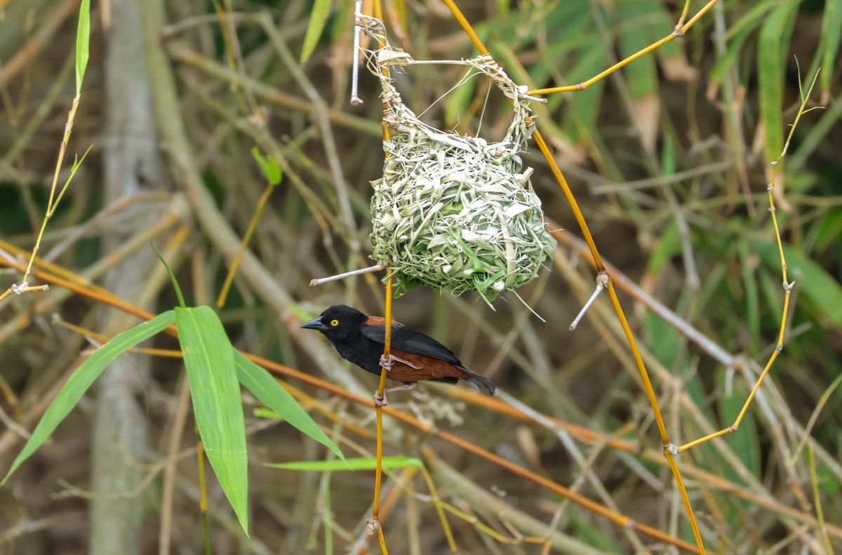 Chestnut-and-black Weaver - ML615839607