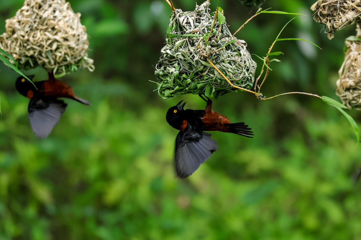 Chestnut-and-black Weaver - ML615839608