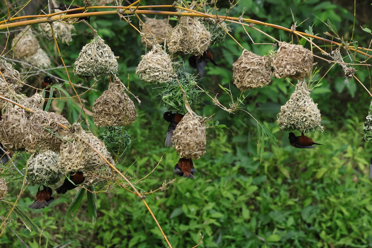 Chestnut-and-black Weaver - ML615839609