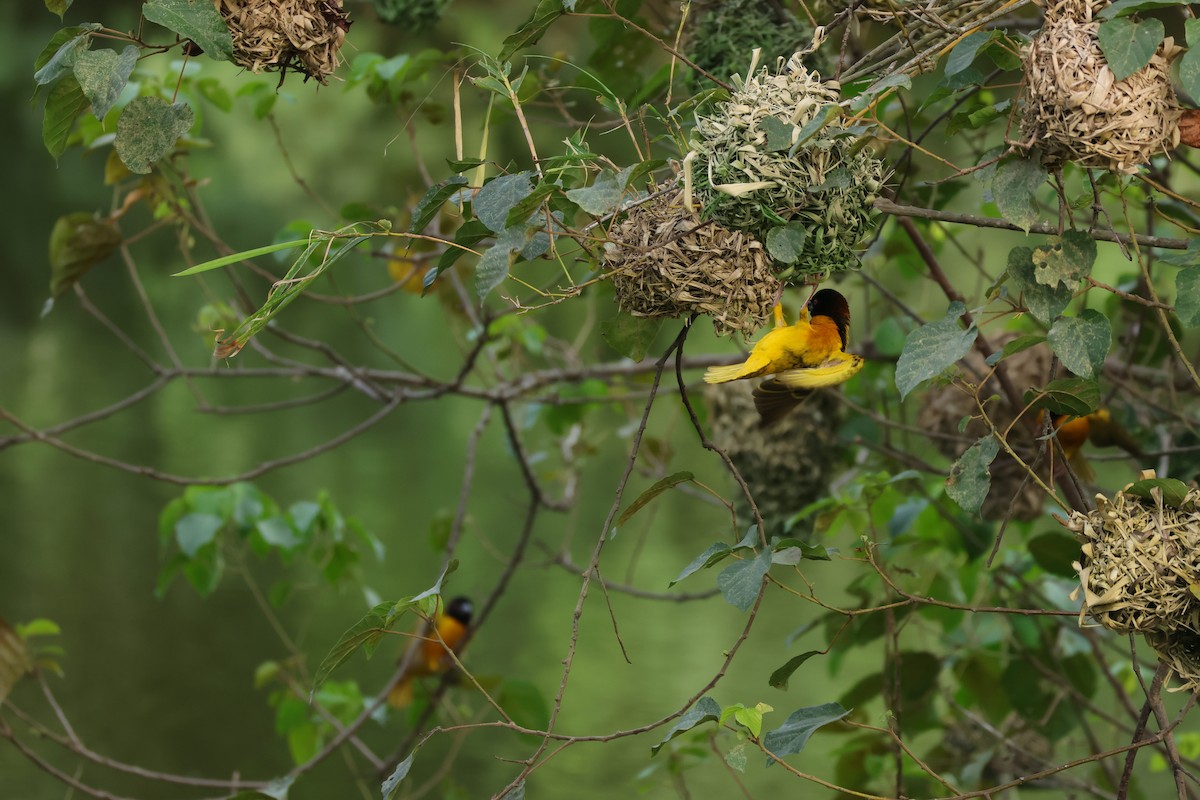 Village Weaver - Louis Hebert