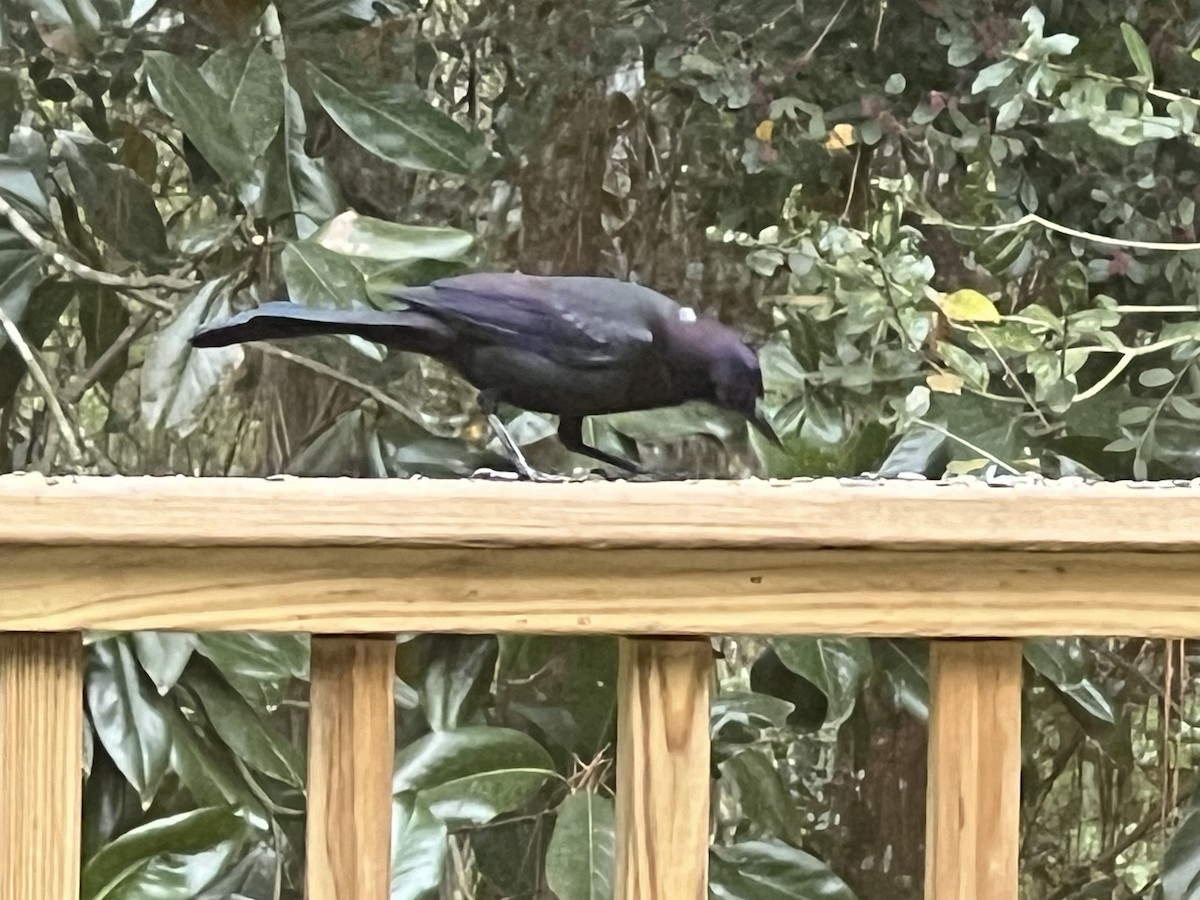 Common Grackle - Patsy Russo