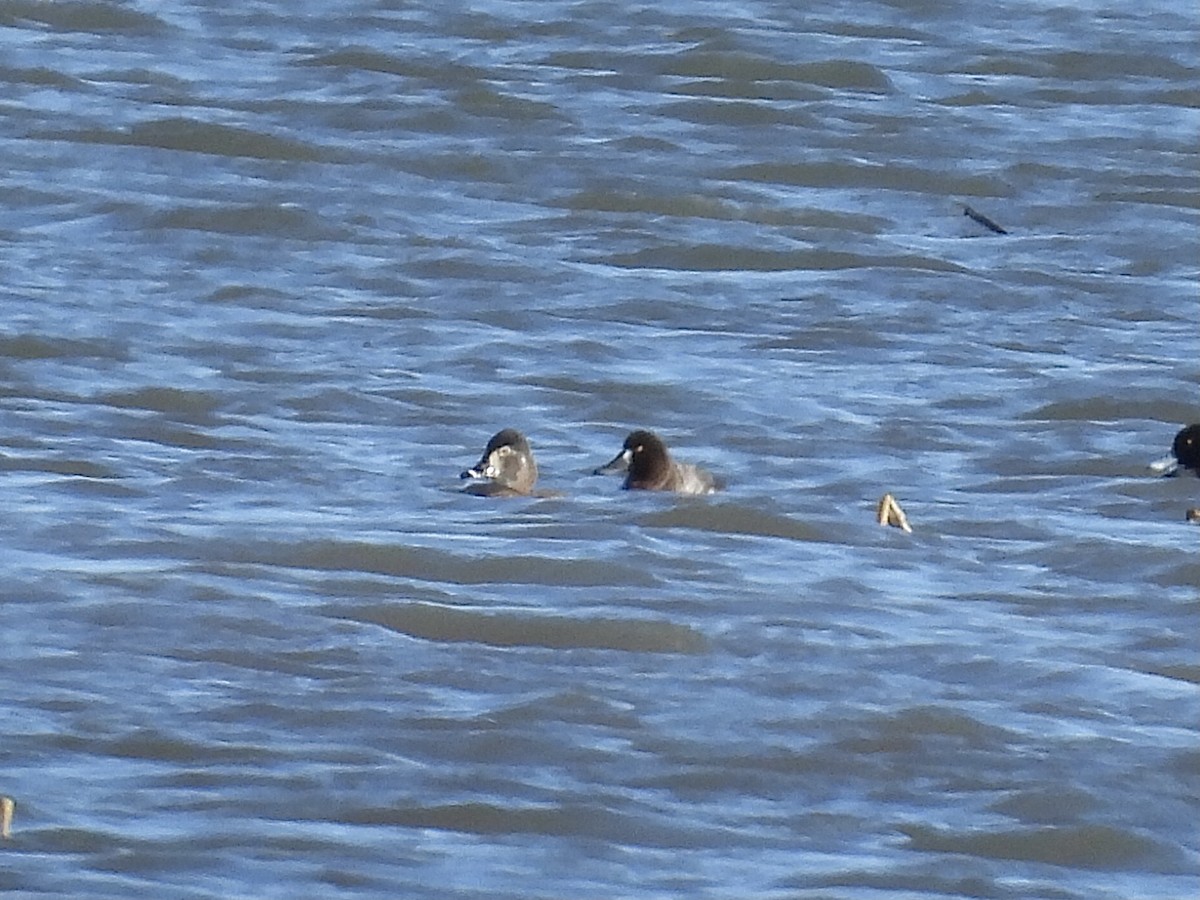 Greater Scaup - ML615839907