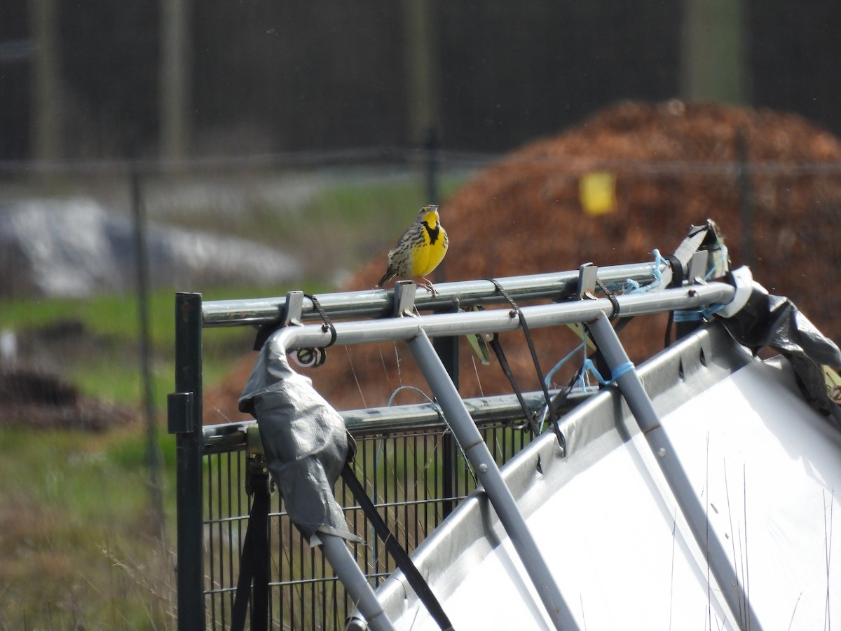 Western Meadowlark - ML615839927