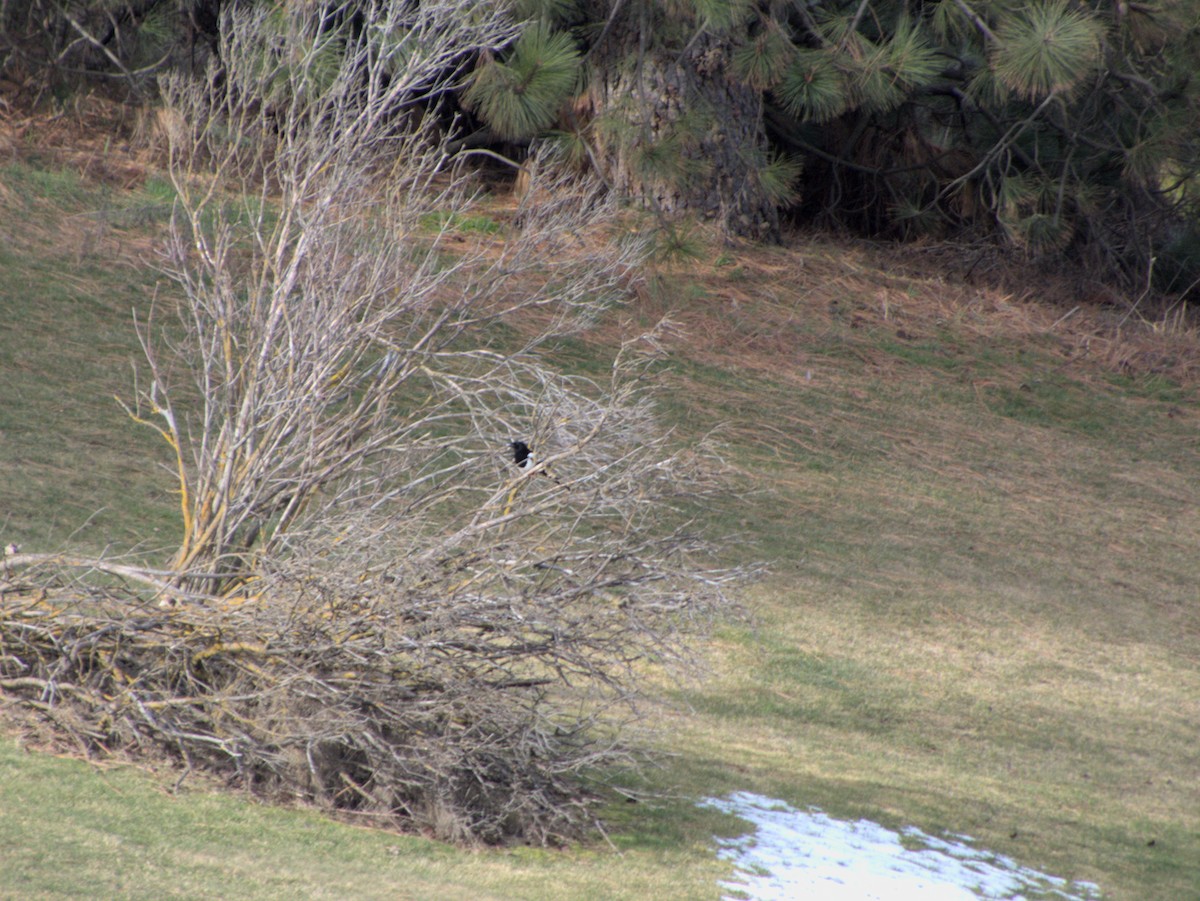 Mika iparramerikarra - ML615839956