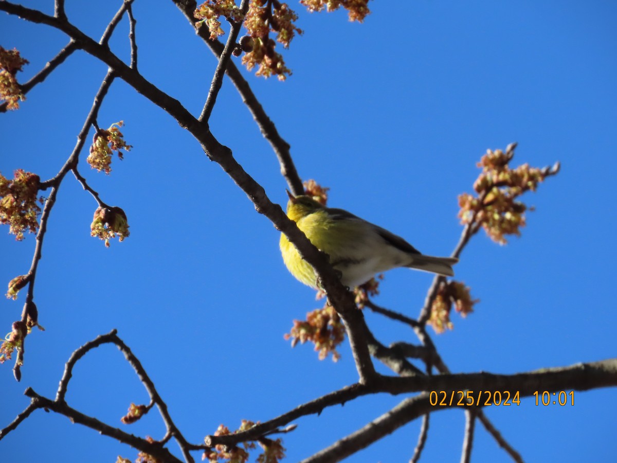 Pine Warbler - ML615840002