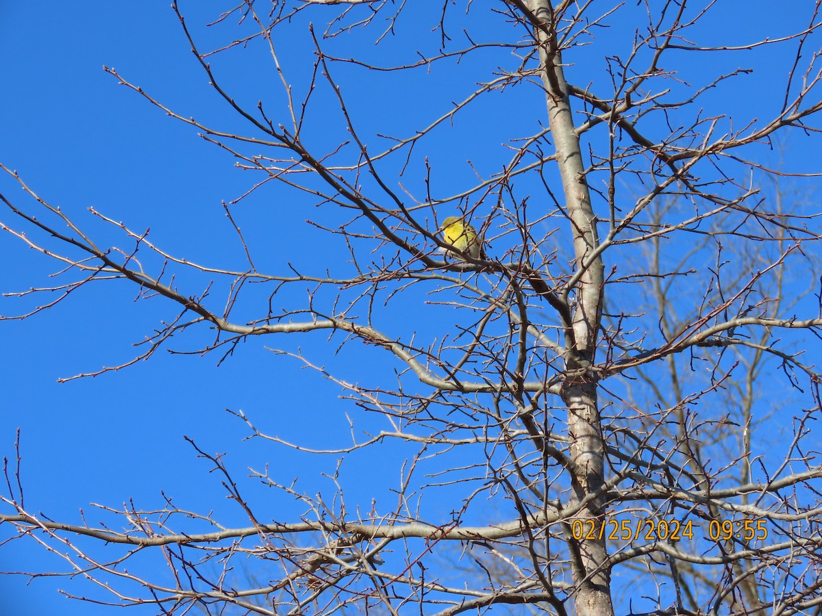 Pine Warbler - ML615840003