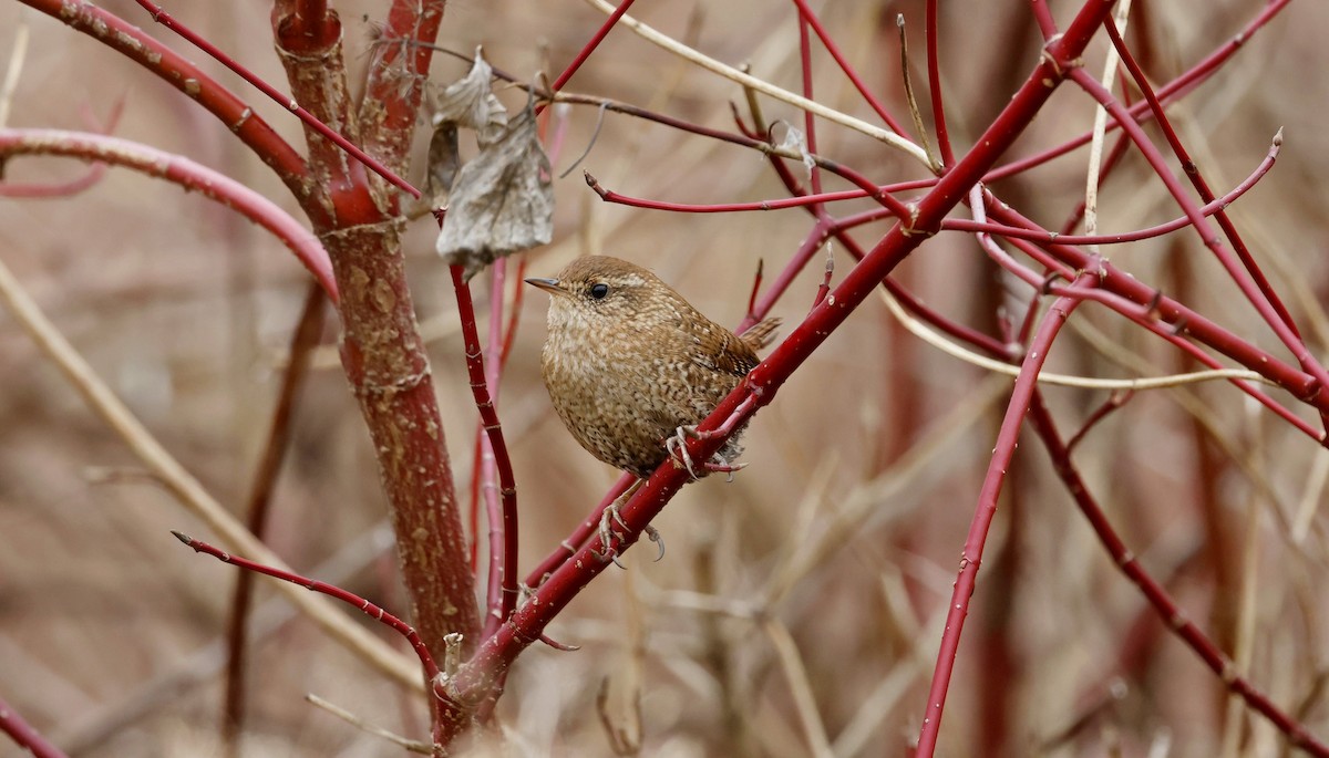 Winter Wren - Andrew Gaerte