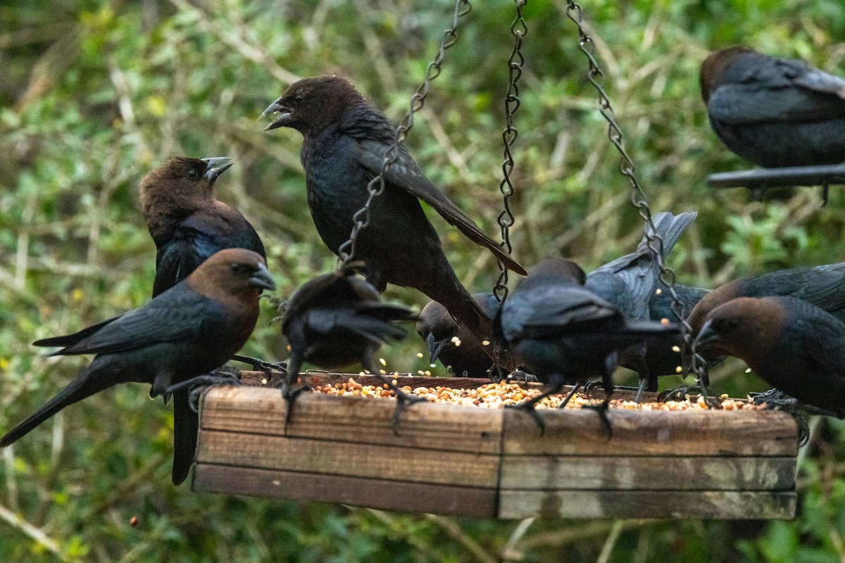 Brown-headed Cowbird - ML615840034