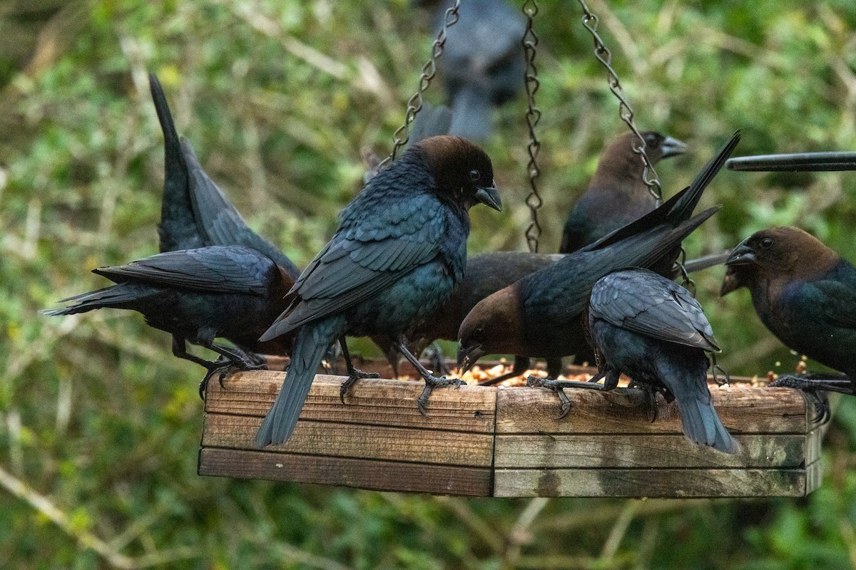 Brown-headed Cowbird - ML615840036