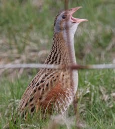 Corn Crake - Bill Elrick