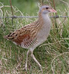 Corn Crake - ML615840108