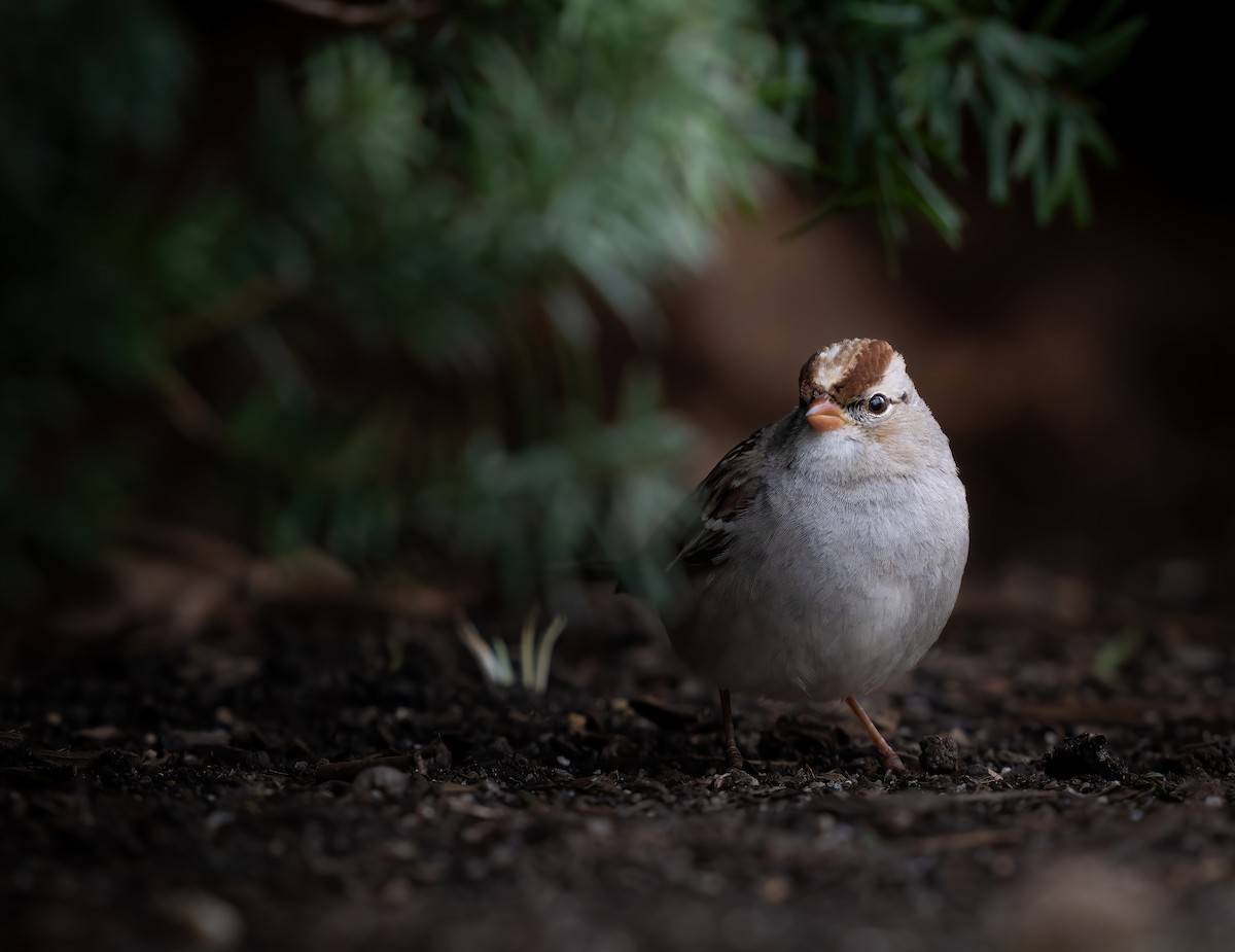 White-crowned Sparrow - ML615840150