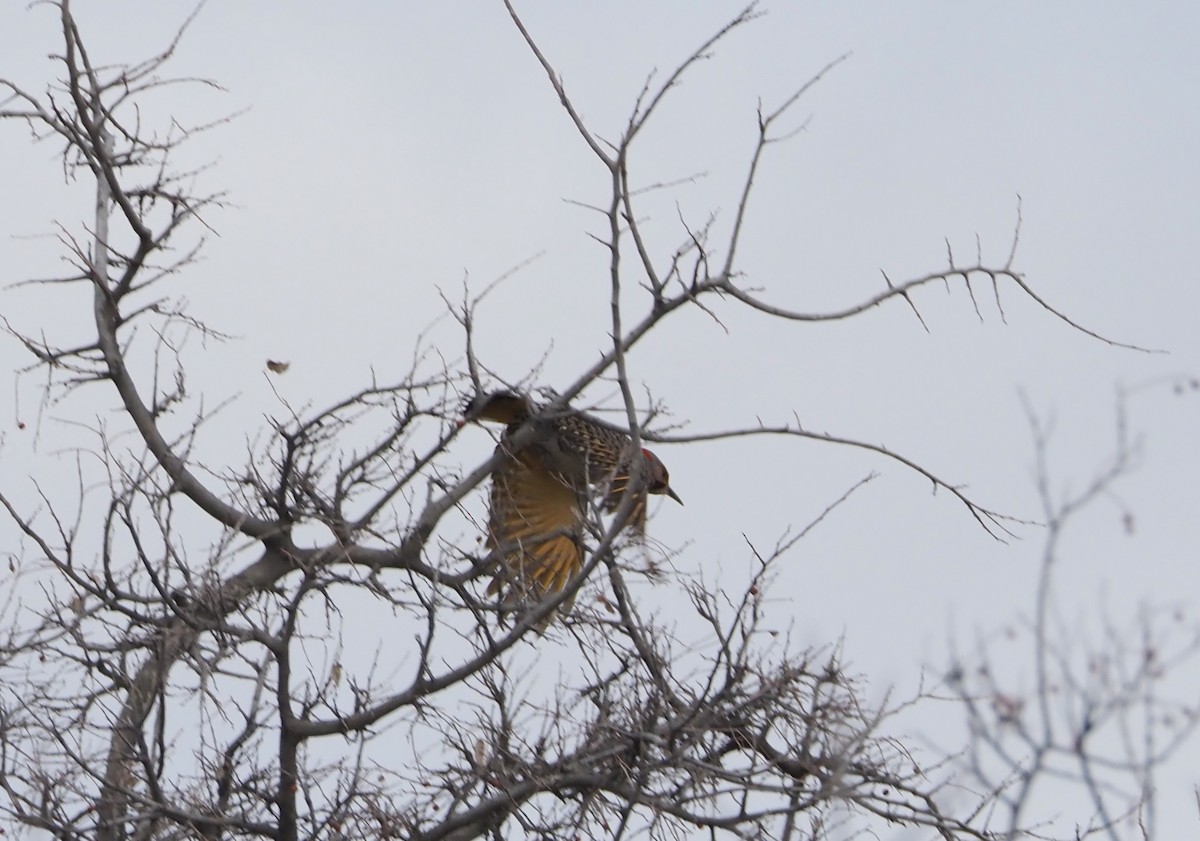Northern Flicker (Yellow-shafted) - ML615840189