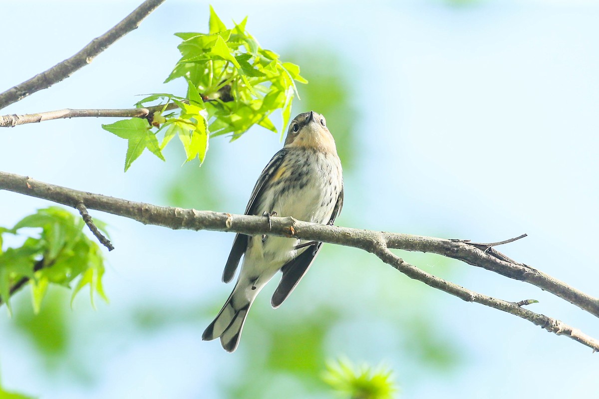 Yellow-rumped Warbler - ML615840255