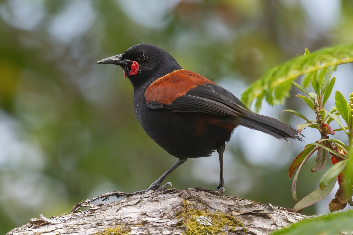 North Island Saddleback - Glenda Rees