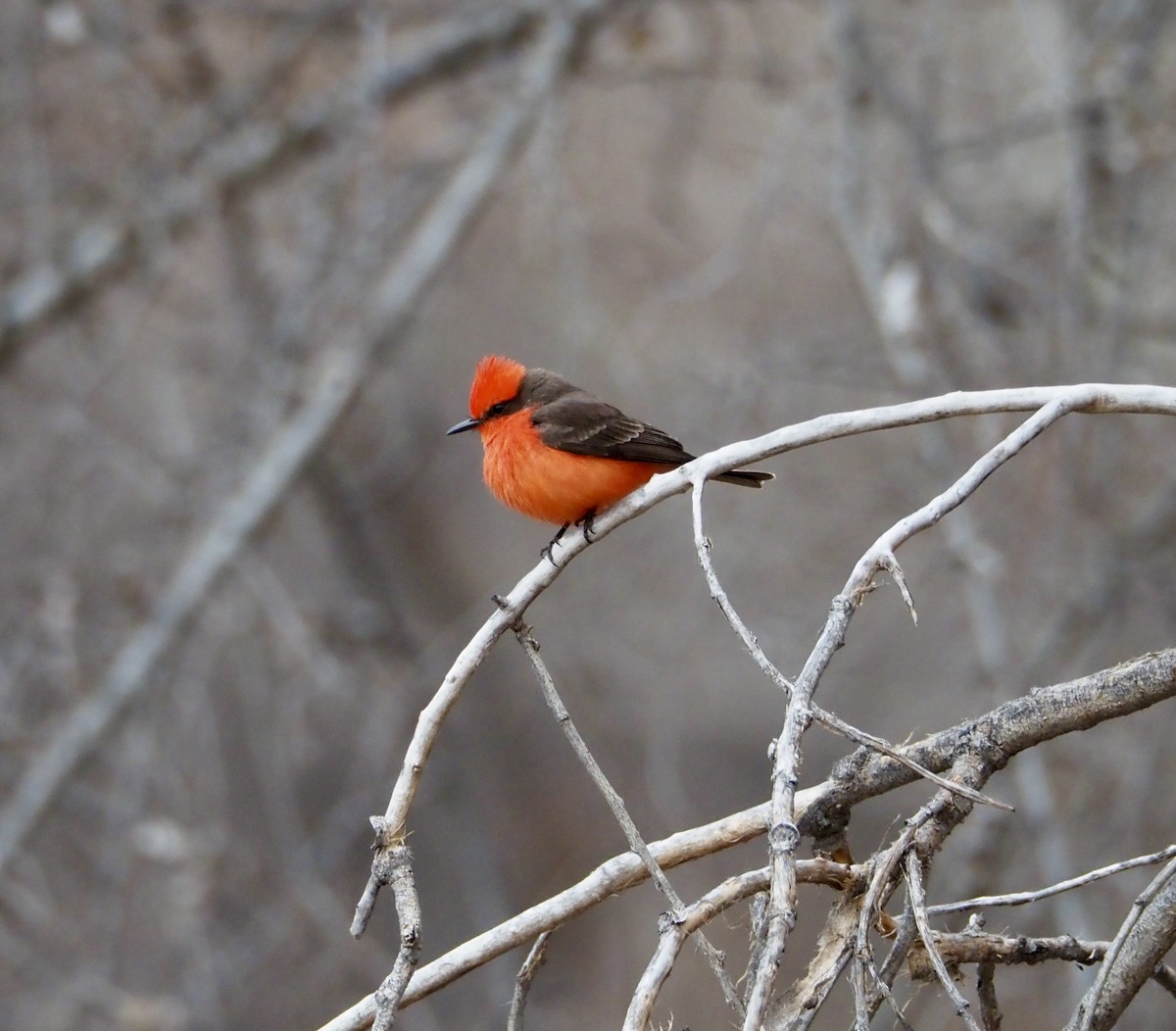 Vermilion Flycatcher - Bob Nieman