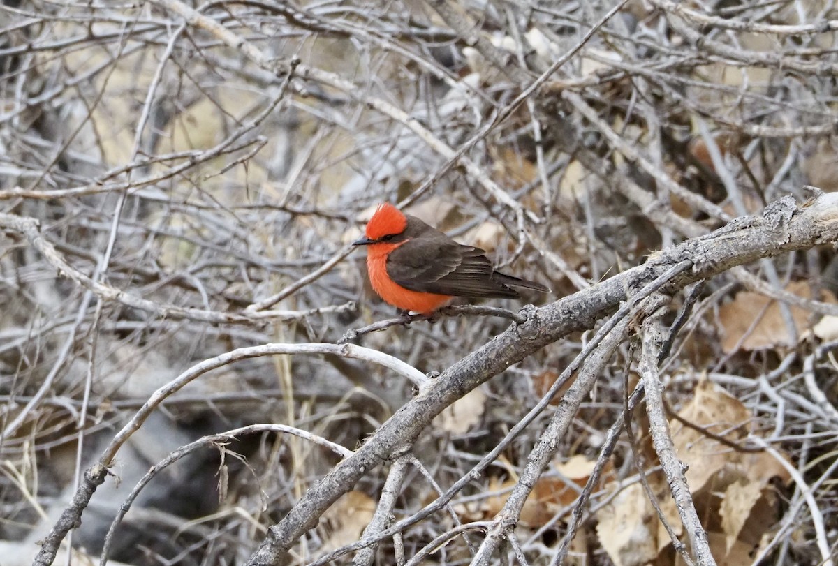 Vermilion Flycatcher - Bob Nieman