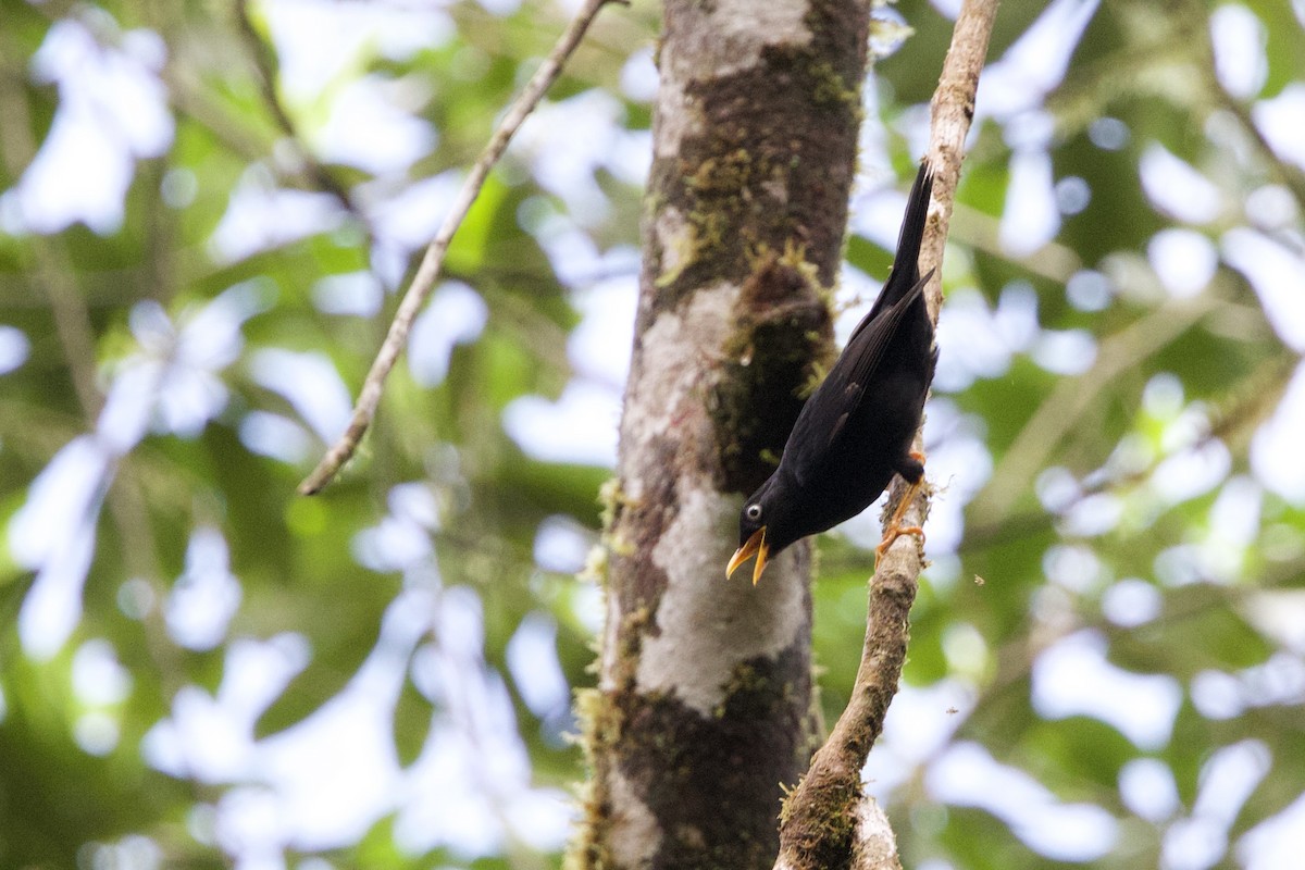 Pale-eyed Thrush - ML615840381