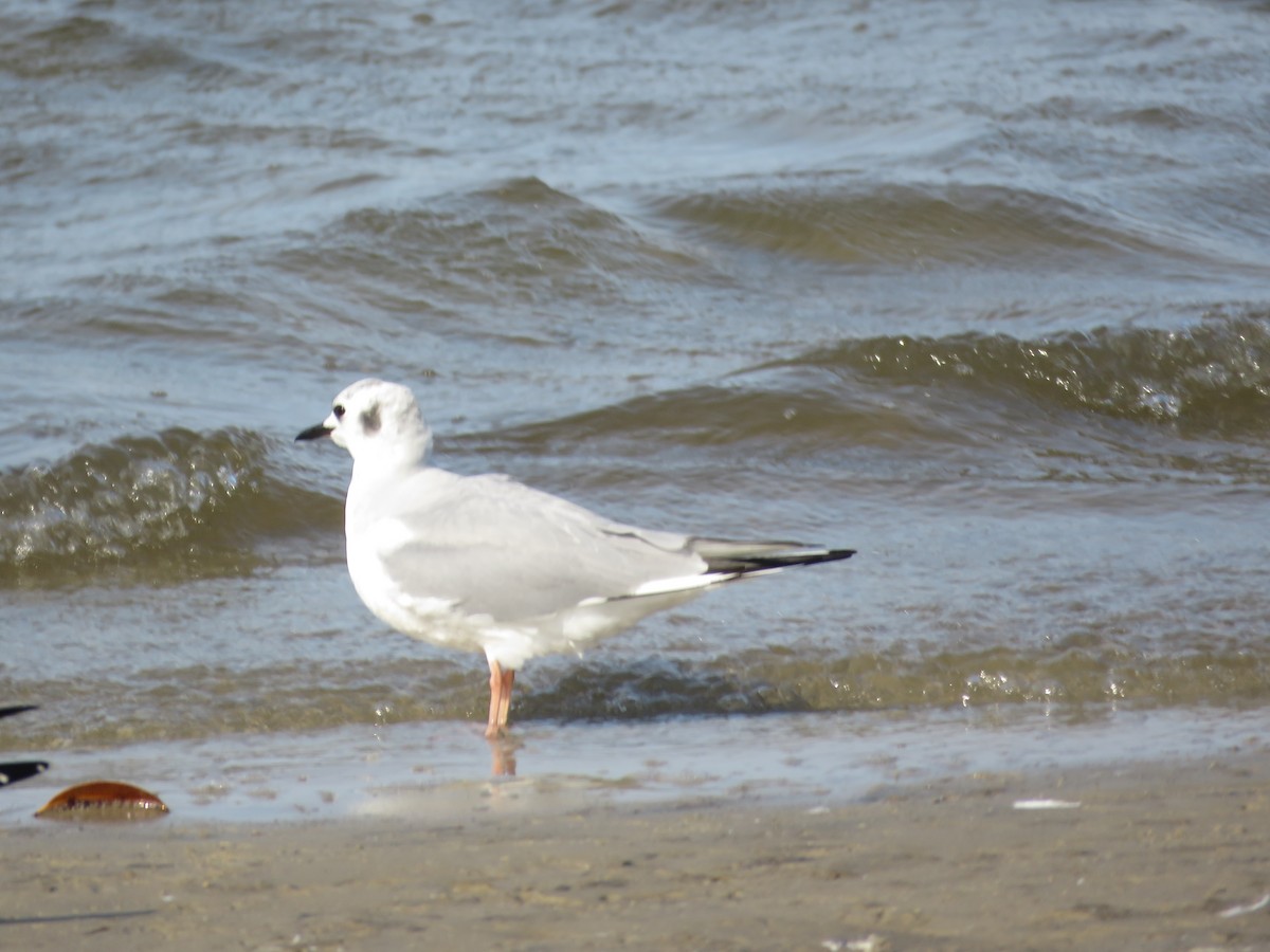 Mouette de Bonaparte - ML615840403