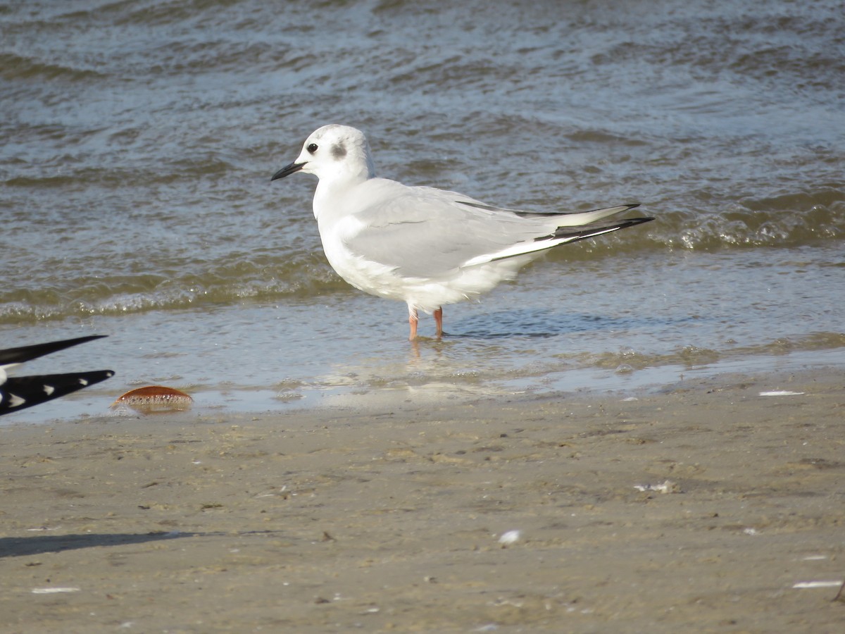 Mouette de Bonaparte - ML615840404